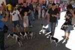 Los vehículos antiguos, el \'gos rater valencià\' y la ´mascletà\' completaron el programa festivo del domingo
