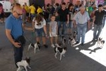 Los vehículos antiguos, el \'gos rater valencià\' y la ´mascletà\' completaron el programa festivo del domingo