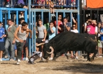 Burriana continúa con la exhibición de toros en las fiestas.
