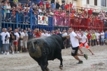 Burriana continúa con la exhibición de toros en las fiestas.