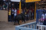 Los toros llenan el recinto taurino en Vila-real