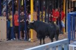 Los toros llenan el recinto taurino en Vila-real