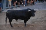 Los toros llenan el recinto taurino en Vila-real
