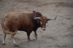 Los toros llenan el recinto taurino en Vila-real