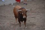 Los toros llenan el recinto taurino en Vila-real