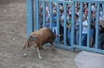 Los toros llenan el recinto taurino en Vila-real