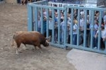 Los toros llenan el recinto taurino en Vila-real