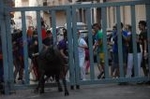 Los toros llenan el recinto taurino en Vila-real