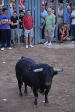 Vila-real vibra con las exhibiciones taurinas de la Asociación Amics del Bou