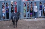 Vila-real vibra con las exhibiciones taurinas de la Asociación Amics del Bou