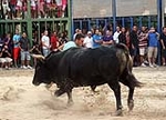 Burriana encara la última jornada taurina de la Misericòrdia 2012