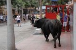 Vila-real cierra las exhibiciones taurinas y hoy despedirá las fiestas de la Mare de Déu de Gràcia
