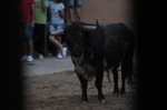 Vila-real cierra las exhibiciones taurinas y hoy despedirá las fiestas de la Mare de Déu de Gràcia