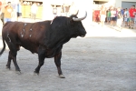 Toros y exposiciones marcan el inicio de las fiestas de Les Alqueries