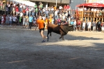 Toros y exposiciones marcan el inicio de las fiestas de Les Alqueries