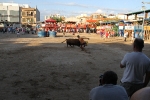 Toros y exposiciones marcan el inicio de las fiestas de Les Alqueries