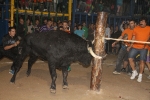 toros