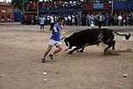 toros