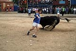 toros