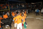 toros