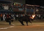 toros