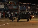 toros