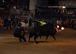 toros