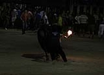 toros