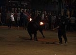 toros