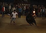 toros