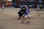 toros