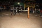 toros