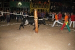 toros