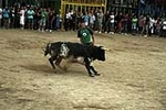 toros