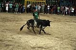 toros