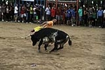toros