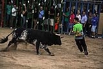 toros