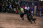 toros