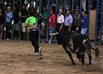toros