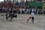 toros