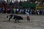 toros