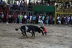 toros