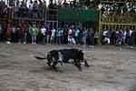 toros