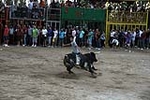 toros
