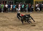 toros