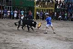 toros