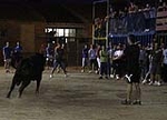 toros