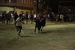 toros