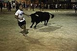 toros