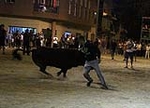 toros